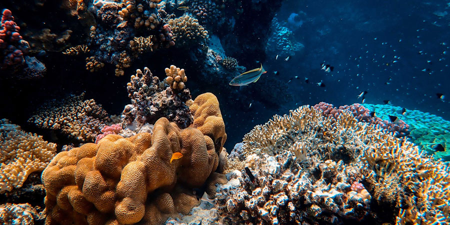 Read more about the article The 10 Best Fish Oil Supplements