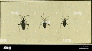 Read more about the article 4 years of hidden bugs identified on Android: 99% of devices at risk!