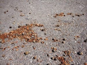 Read more about the article A mixture of nuts, bitumen, mustard oil, turmeric to survive Black Fungus!  What is the center saying?