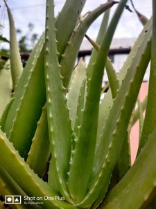 Read more about the article Aloe vera has many more benefits than just skin problems – Kolkata24x7