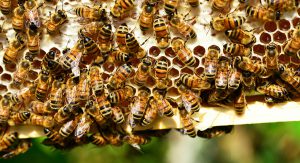 Read more about the article Bees – Fulcrumy Health Tip