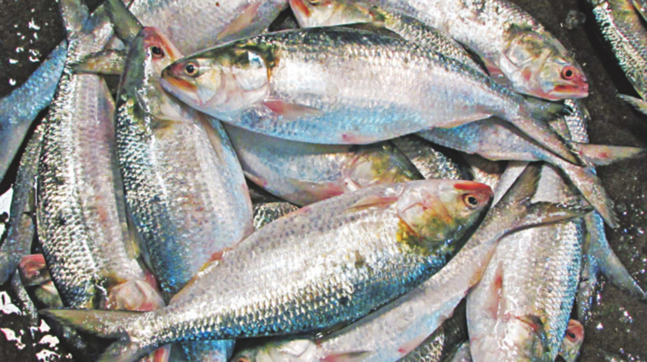 You are currently viewing Do not chase hilsa!  Read the reasons – Fulcrumy Health Tip