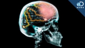 Read more about the article Do we really use only 10% of our brain?