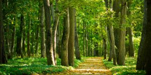 Read more about the article Forest Health Tips – Fulcrumy Health Tip