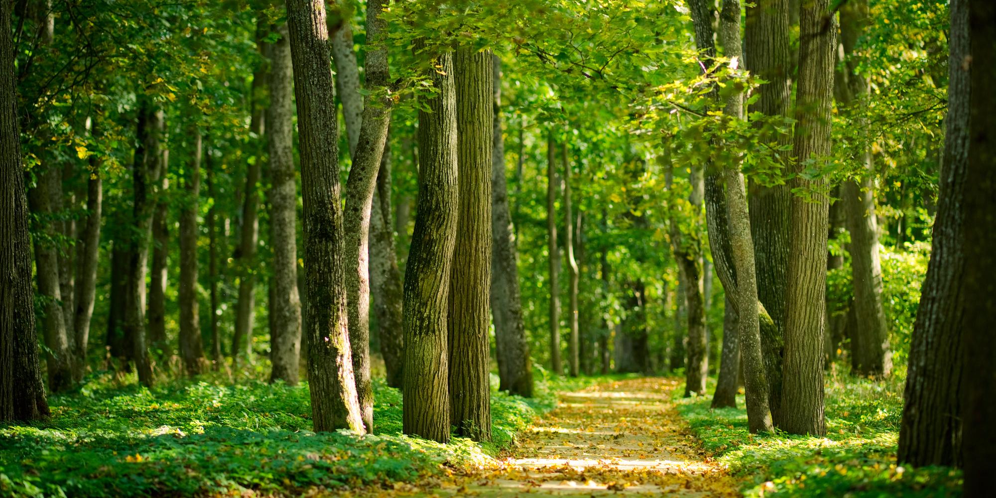 Read more about the article Forest Health Tips – Fulcrumy Health Tip