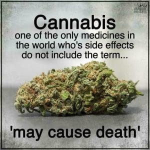 Read more about the article High is not bad for the body but good, says science – Kolkata24x7