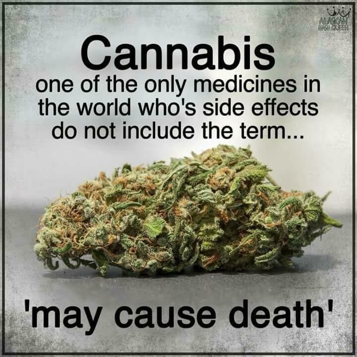 You are currently viewing High is not bad for the body but good, says science – Kolkata24x7