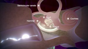 Read more about the article Hormones, Teeth, Nose, Ear, Throat – Fulcrumy Health Tip