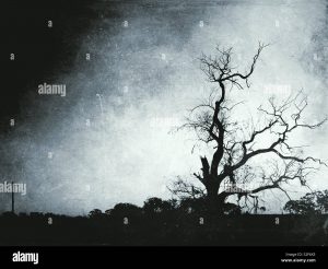 Read more about the article Lifeless ghost tree!  21,000 acres of forest now in their possession, stunned scientists