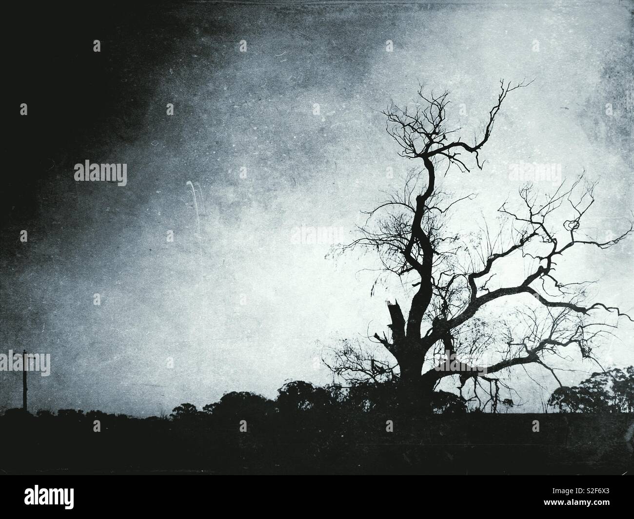 You are currently viewing Lifeless ghost tree!  21,000 acres of forest now in their possession, stunned scientists