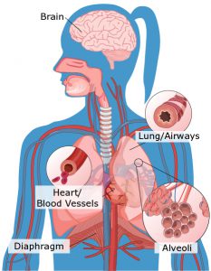 Read more about the article Long-term shortness of breath in winter and coronary arteries – Fulcrumy Health Tip