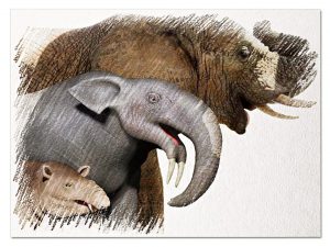 Read more about the article Millions of dead elephants, millions of viewers of sleeping elephants!  – Fulcrumy Health Tip