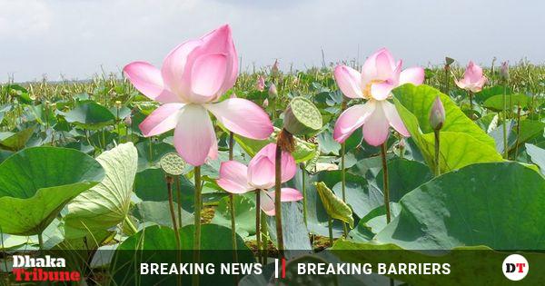 You are currently viewing More lotus daily infection, 50 thousand touches in 24 hours