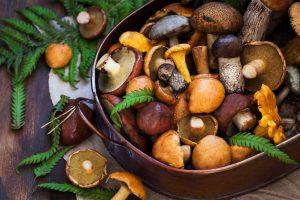Read more about the article Mushrooms will prevent cancer, says research – Kolkata24x7 – Fulcrumy Health Tip