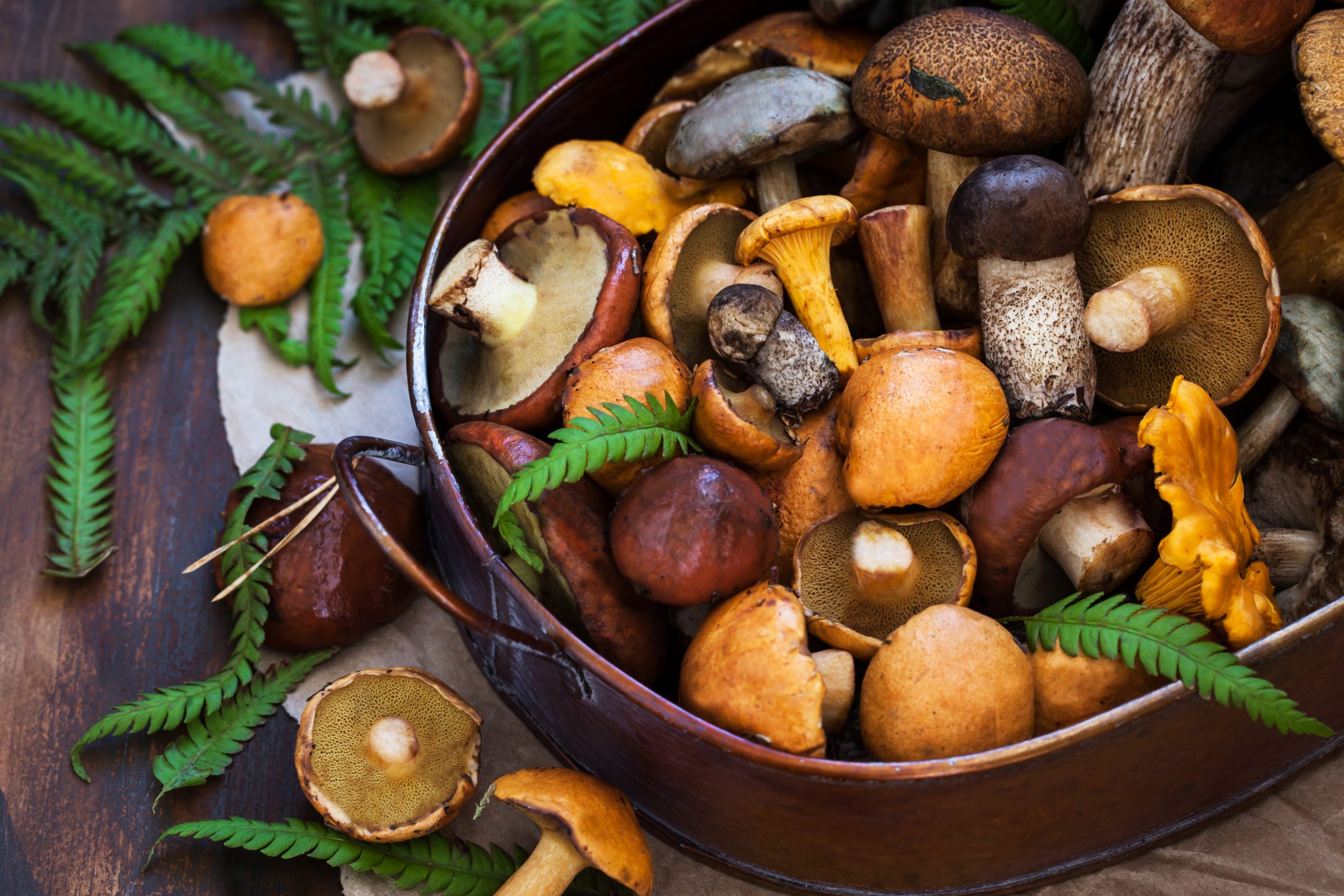 Read more about the article Mushrooms will prevent cancer, says research – Kolkata24x7 – Fulcrumy Health Tip