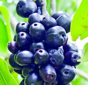 Read more about the article Nutrition of jam – DesheBideshe – Fulcrumy Health Tip