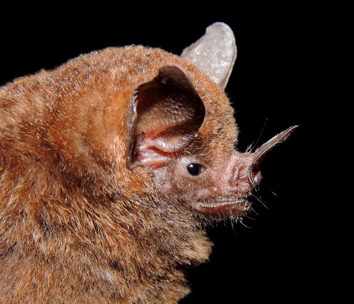 You are currently viewing Research on live bats in Uhan Lab, WHO in the face of questions