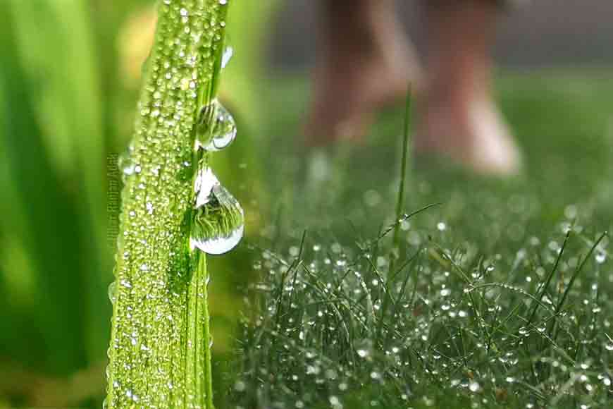 Read more about the article Walk on dewy grass – Fulcrumy Health Tip