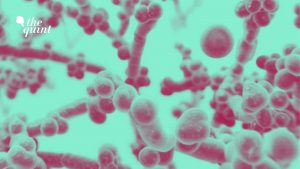 Read more about the article White fungus scares, experts fear the new infection will become more frightening!