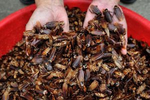 Read more about the article Why is there ‘cockroach juice’ in Chinese diet?  Because you will be shocked to know.