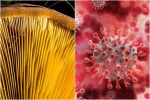 Read more about the article Yellow fungus is reddening the eyes after black and white!  Learn to be careful