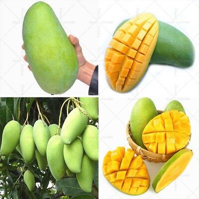 You are currently viewing Yellow on the inside, green on the top, this farmer is viral on social media instead of watermelon color