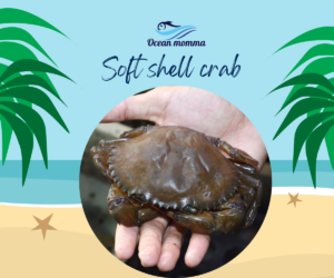 Read more about the article Soft shell crab and its potential health benefits