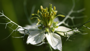 Read more about the article Unveiling the Health Benefits of Black Cumin: Nature’s Hidden Gem